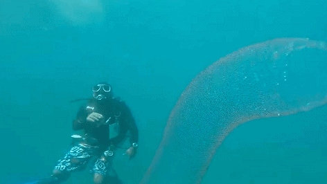 十几米长的巨型怪虫吓坏潜水员，一张大嘴堪称海洋版“沙虫” - 21