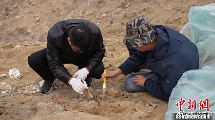 内蒙古发现一处新的恐龙化石 初判为禽龙类化石 - 2