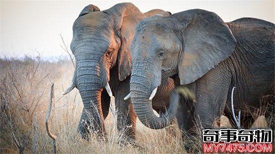 非洲十大神奇动物 非洲最神奇的动物全在这里