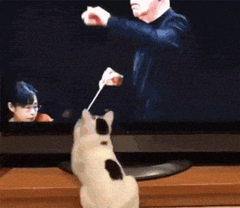 这猫把电视里舞台上的指挥棒当逗猫棒，玩得很开心，结果当.. - 1