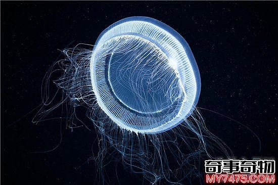 世界上最长的水母 第一触须竟长达40米