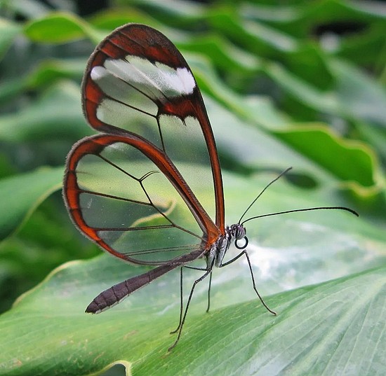 　透明翅膀的玻璃翼蝶