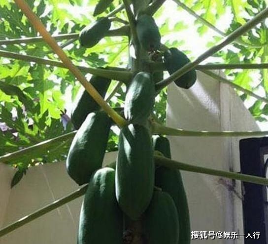 参观孙燕姿在台北的豪宅，住的地方很豪华，院子却种着一棵木瓜树 - 6