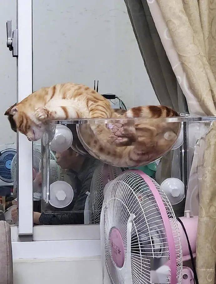 猫躺在玻璃猫爬架上，呈这种状态，知道是猫，不知的还以为啥！ - 1