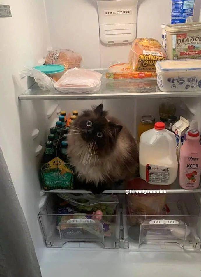 每次清理冰箱腾出空位时，猫就要进去填补空缺，让人哭笑不得！ - 3