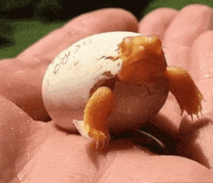 搞笑GIF趣图：刚刚破壳的小乌龟，有没有萌到你？ - 7