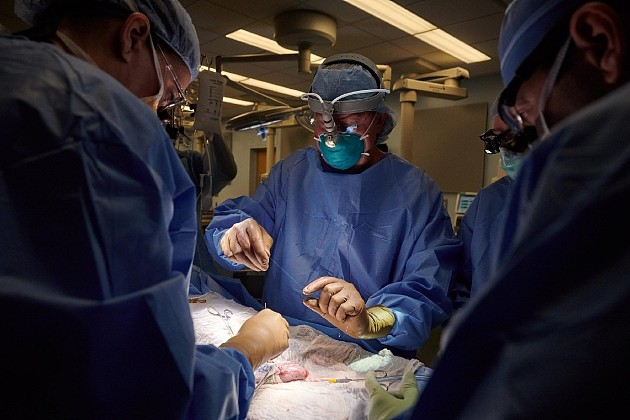 罗伯特·蒙哥马利博士是纽约大学朗格尼医学中心的移植研究所主任，正在为异种移植手术准备缝合线。