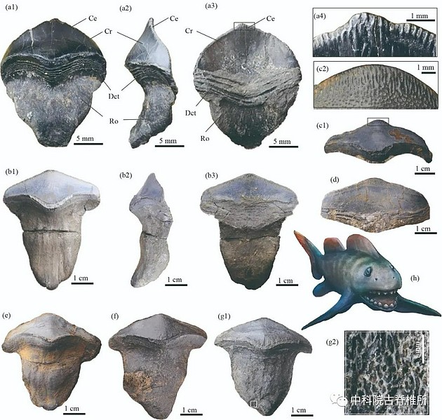 图1 山西阳泉太原组钱石灰岩里的史前巨鲨—瓣齿鲨的牙齿化石 　　（盖志琨摄，杨定华绘制复原图）
