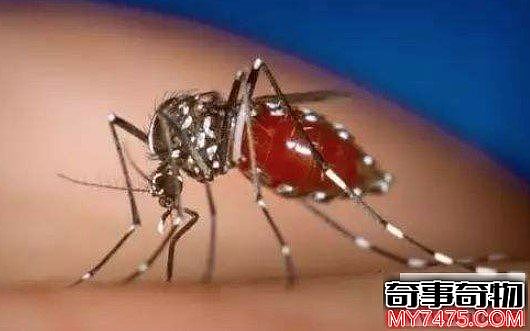世界上最毒的蚊子白纹伊蚊