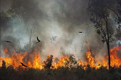 生活在澳洲的野鸟，是居心叵测的“纵火犯”