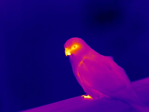 　　热成像显示，一只鹦鹉通过喙和爪子释放热量。研究人员发现，自1871年以来，一些鹦鹉的喙部表面积增加了10%