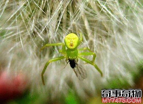 世界上最可爱的蜘蛛 长得人畜无害的笑脸