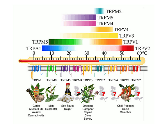 图二：TRP受体激活温度及对应物质来源-Structure–functional intimacies of transient receptor potential channels 