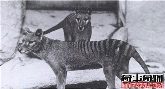 袋狼是一种夜行动物 早在多年前已无发现踪迹