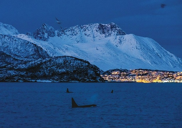 处于北极圈内的挪威北部Skjervoy海湾，一群逆戟鲸在晨曦中觅食。