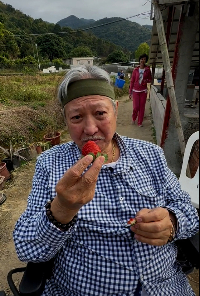 洪金宝生日三代同堂去农场享受天伦之乐 孙子们亲自摘草莓给其吃 - 6