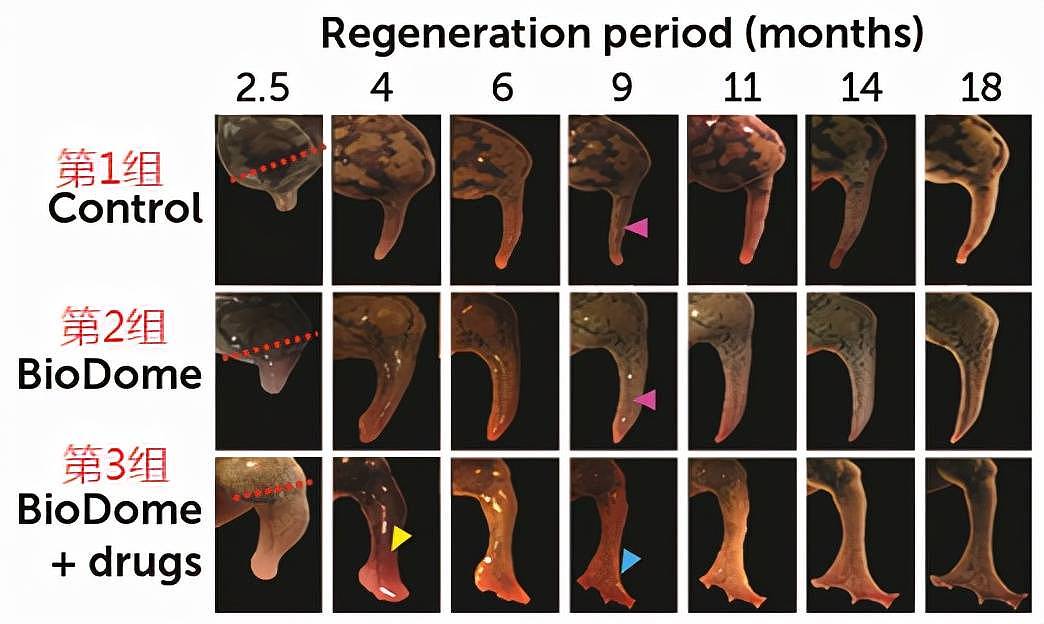 18个月重长断肢?美国生物取得新进展,将造福10亿残疾人 - 4