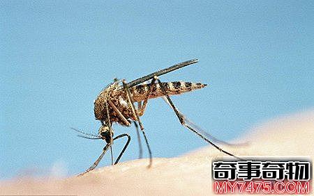 小说中最可怕的蚊子（吸髓蚊真的存在吗）