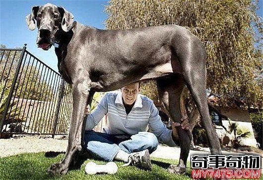 世界上最高的狗 身高一米多获吉尼斯纪录