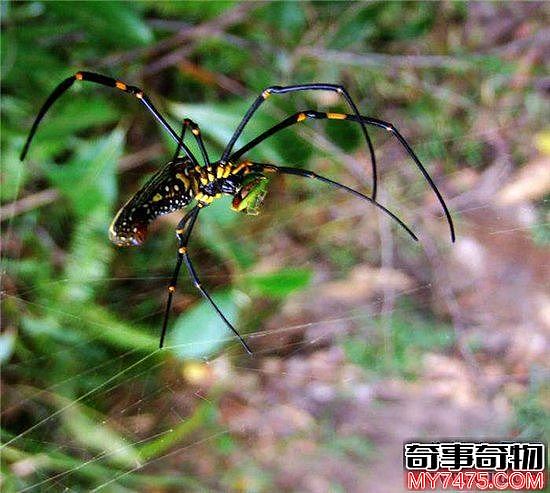 地球十大恐怖生物 每一种都能让一个成年人轻松丧命