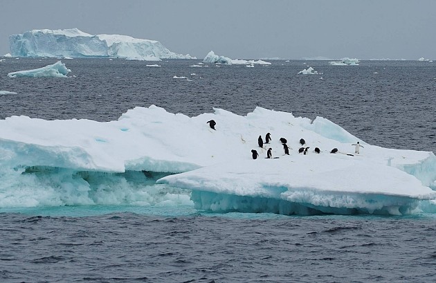 少了19万平方公里！南极海冰面积又创新低 - 1