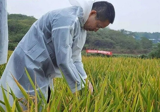 破纪录！袁隆平团队研发的杂交水稻双季测产1603.9公斤！ - 2