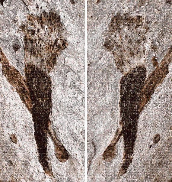 科学家发现6.02亿年前生物长“大” - 2