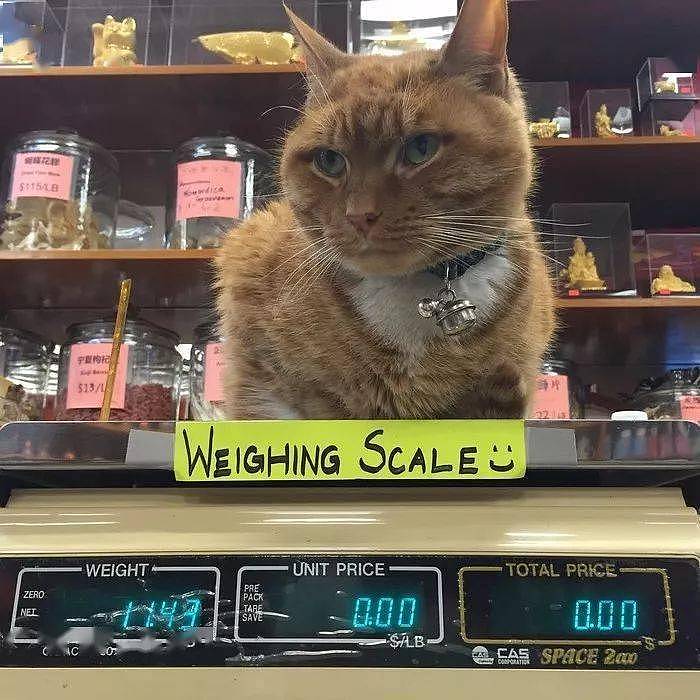 便利店捡到橘色流浪猫，它十年无休尽职看店，生意出奇好... - 14