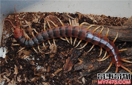 加拉帕格斯巨人蜈蚣 堪称是世界上最大物种的蜈蚣