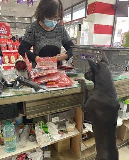 狗子认真帮主人看店，没想到下一秒，它的举动笑喷了！ - 2