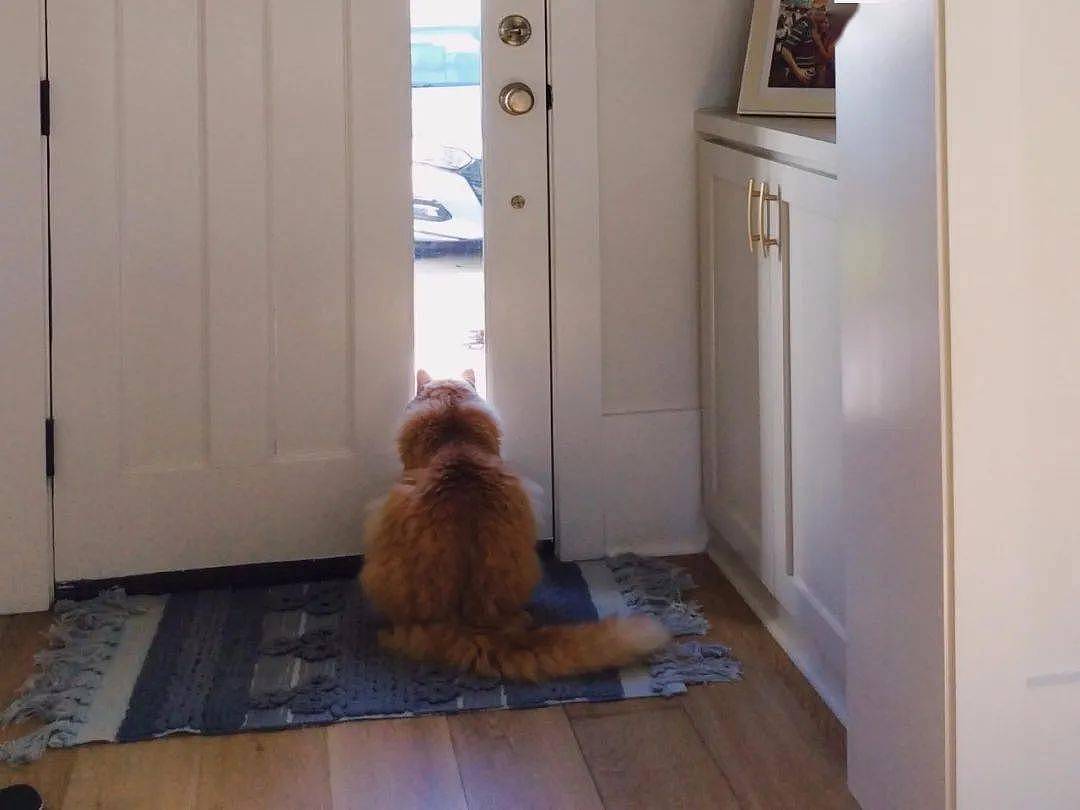 猫每天5点坐门口等拔拔下班，邻居：太酸了，可是他在家上班已经一个月了！ - 4