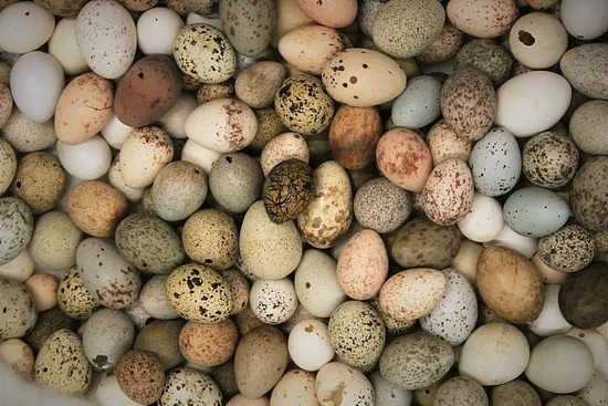 有彩蛋！为什么鸟类是唯一能下彩色的蛋的动物？ - 2