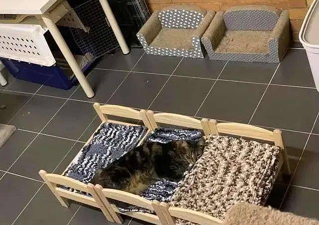 主人买了新床，猫咪为抢床位“大打出手”，主人无奈把床装墙上 - 2