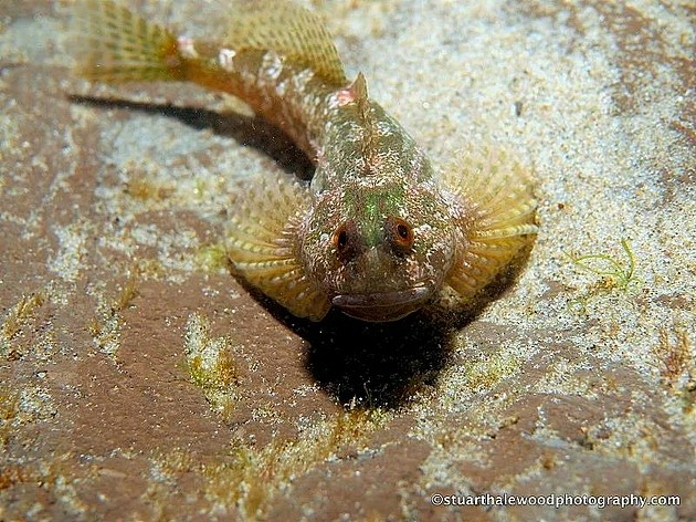 杜父鱼是一种底栖鱼类（benthic fish），生活在水体底部。来源：StuartHalewood