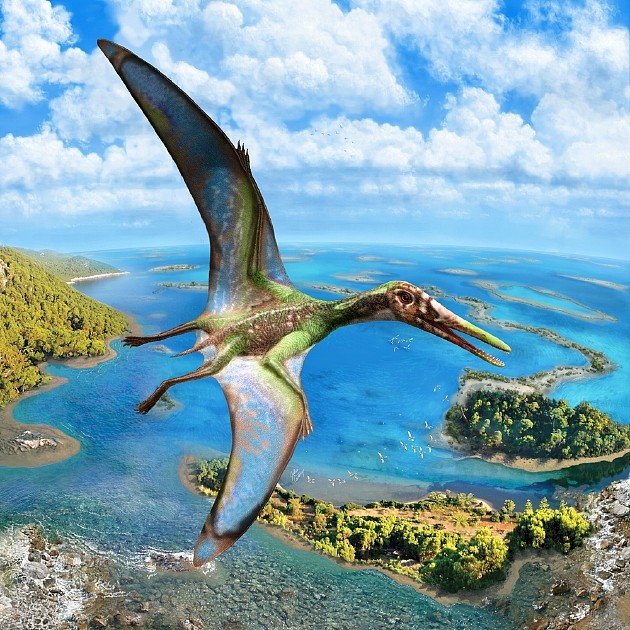 香港中文大学研究：1.5亿年前小型翼龙已能水面起飞 - 1
