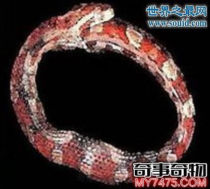 世界上最奇特的蛇 环箍蛇 竟会吞食自己的尾巴