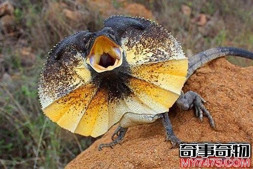 世界上最奇特的蜥蜴 脑袋像伞的伞蜥蜴你见过吗