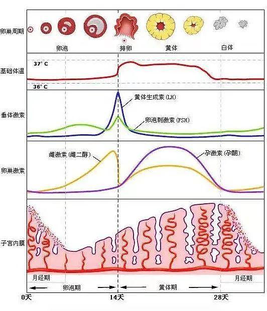 比赛输了就该吃避孕药？！凭什么要对郑钦文这么大恶意… - 34