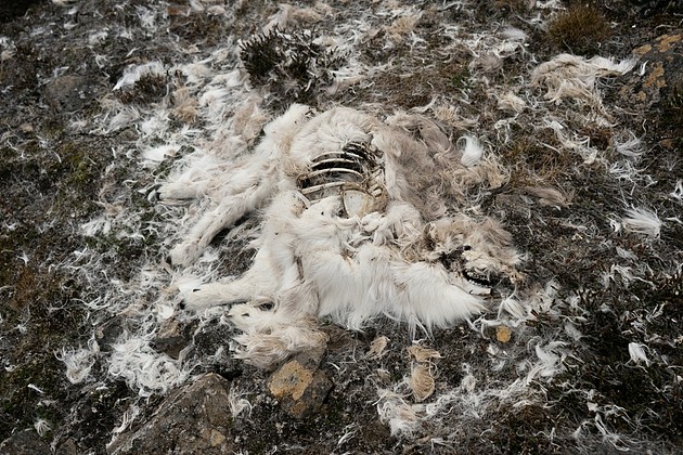 挪威斯瓦尔巴特群岛永久冻土中暴露在外的驯鹿尸体