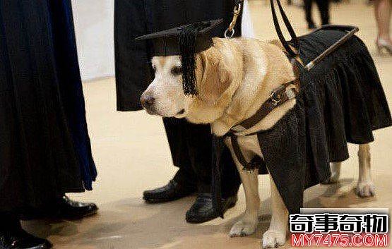 世界上学历最高的狗（被颁发荣誉硕士学位）