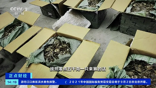 广东警方查获8吨穿山甲鳞片，走私背后是16000次杀戮 - 2