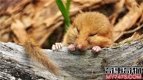 世界上冬眠时间最长的动物 睡鼠冬眠9个月经常被饿死