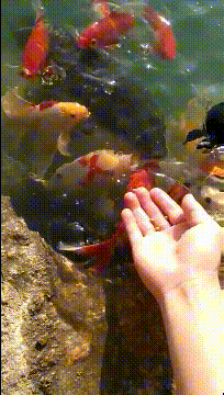 搞笑GIF：​那天去河边喂鱼，手指头差点少一个 - 3