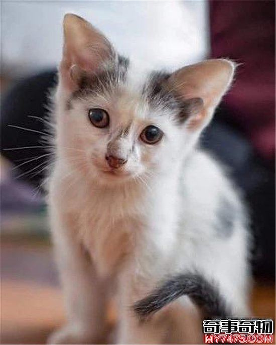 世界上耳朵最多的猫 五耳猫五只耳朵成为世界之最