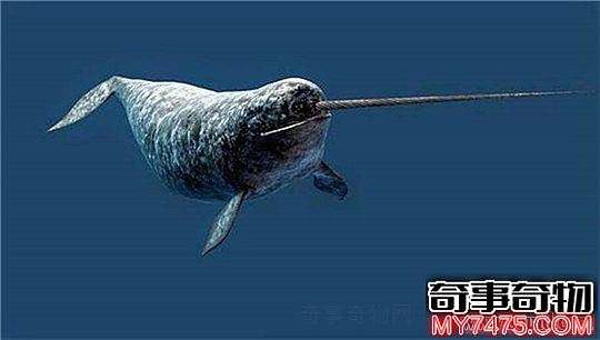 世界上长相最奇特的鲸独角鲸