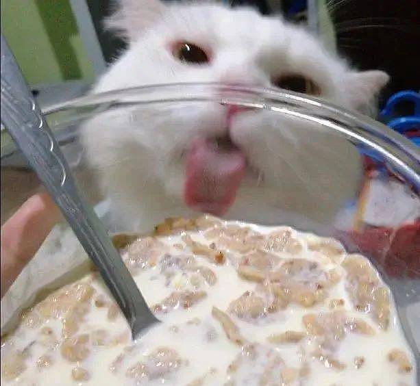 主人用玻璃碗吃东西，猫咪馋到舔碗：咦，怎么没吃到？ - 2