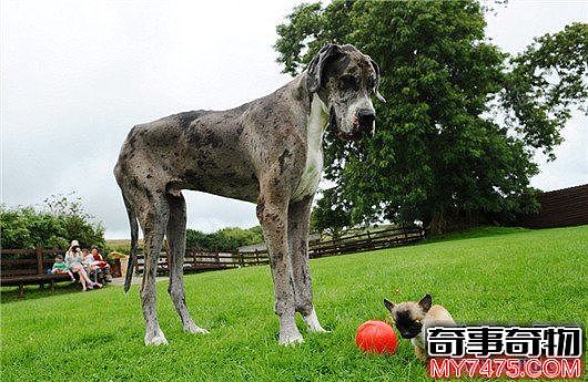 世界上最高的狗 身高一米多获吉尼斯纪录