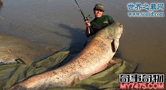巨型鲶鱼 长2.7米重586斤 一条能吃几个月