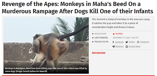 印度猴子为报仇摔死全村小狗？《猩球崛起》快成纪录片了 - 2