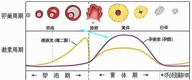 结婚以后比小s还敢说？记者催胎直接回怼不如停经 - 22